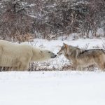 Preserving Wildlife with a Photography PC